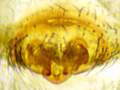 Centromerita bicolor